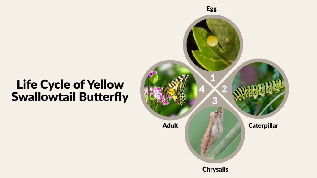 Life Cycle of Yellow Swallowtail Butterfly