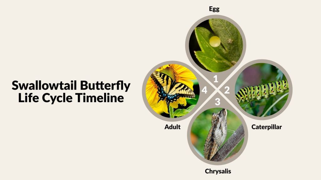 Swallowtail Butterfly Life Cycle Timeline