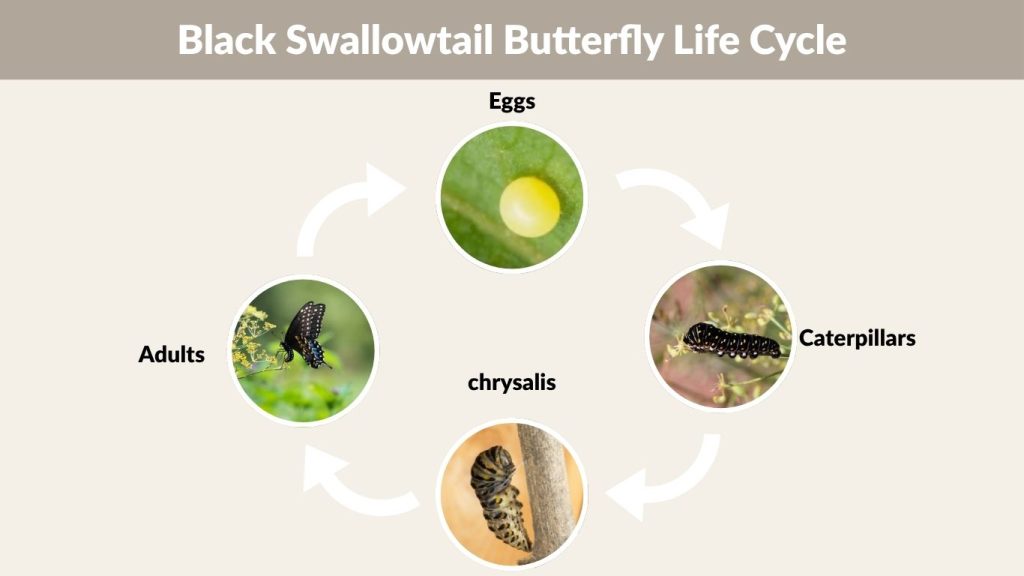 Black Swallowtail Butterfly Life Cycle