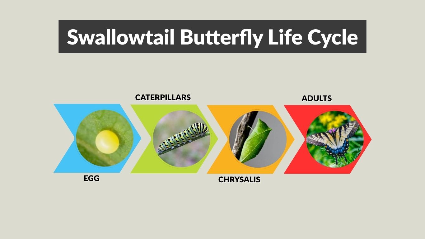 Swallowtail Butterfly Life Cycle: Stages and Timeline