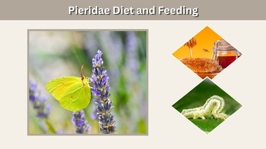 Pieridae Diet and Feeding