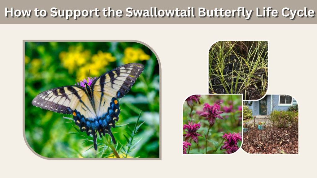 How to Support the Swallowtail Butterfly Life Cycle