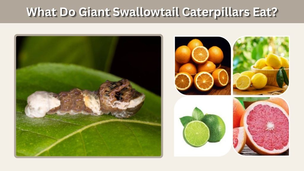 What Do Giant Swallowtail Caterpillars Eat?