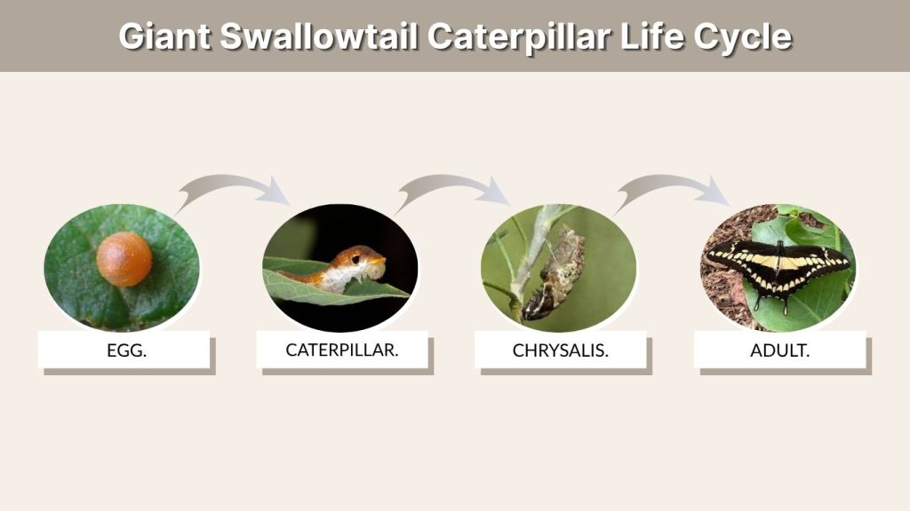Giant Swallowtail Caterpillar Life Cycle