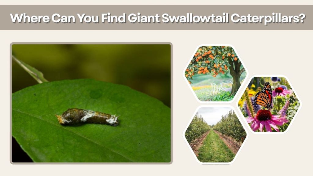Where Can You Find Giant Swallowtail Caterpillars?