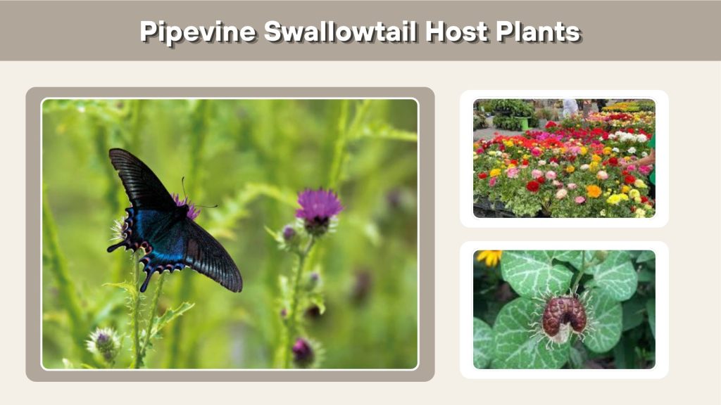 Pipevine Swallowtail Host Plants