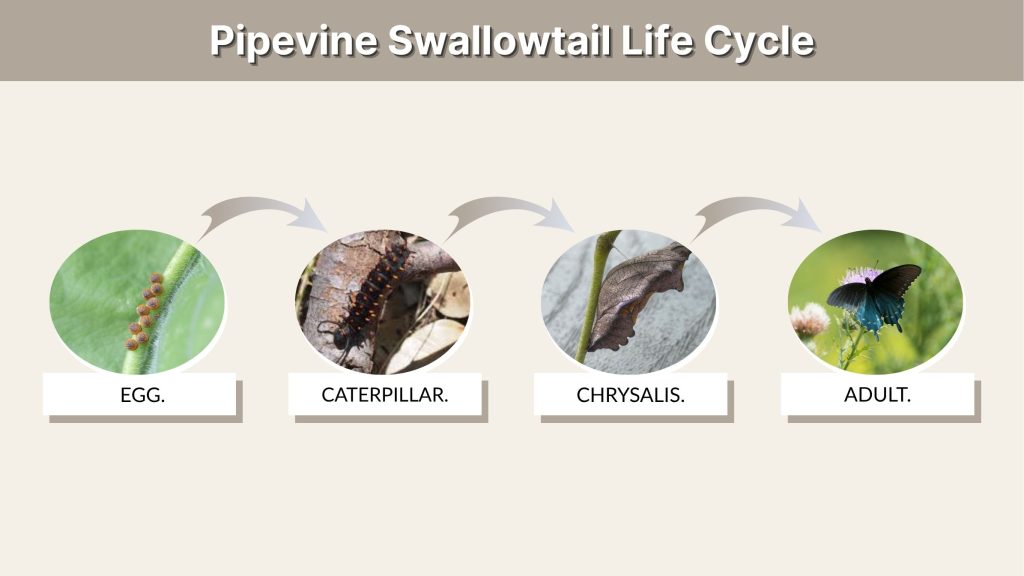 Pipevine Swallowtail Life Cycle