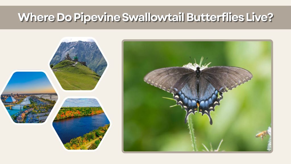 Where Do Pipevine Swallowtail Butterflies Live?