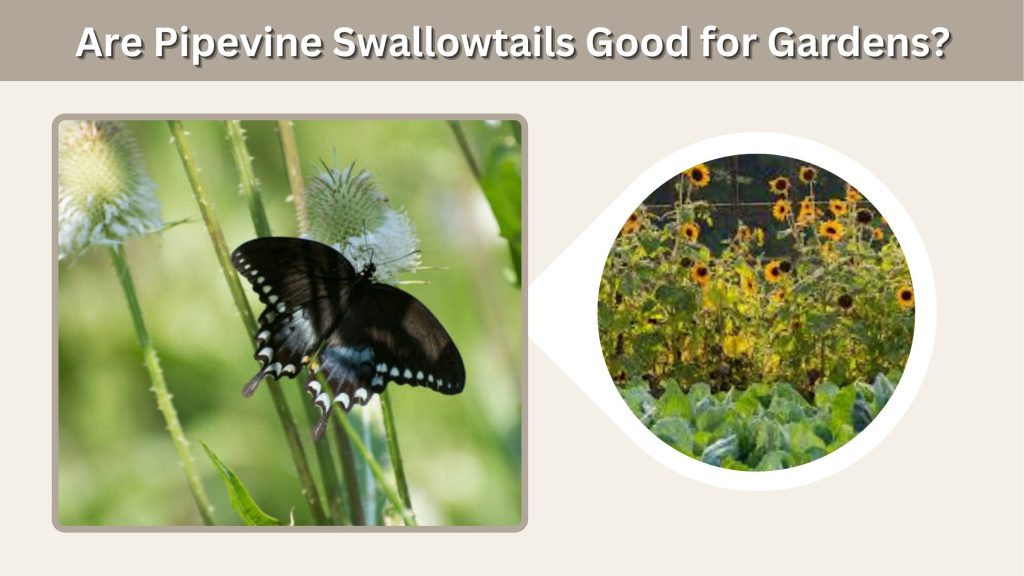 Are Pipevine Swallowtails Good for Gardens?