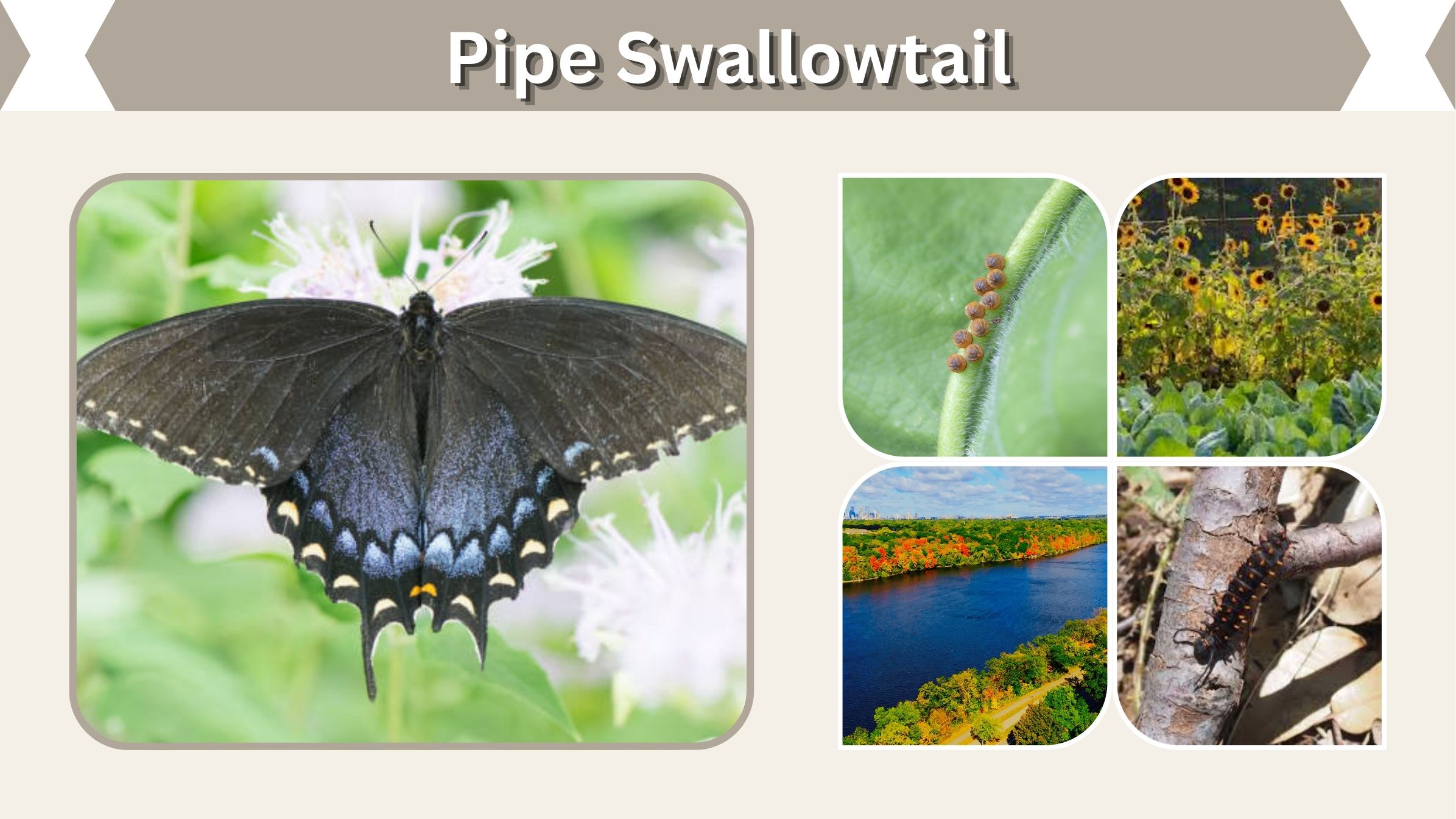 Pipe Swallowtail: Life Cycle, Host Plants and Facts