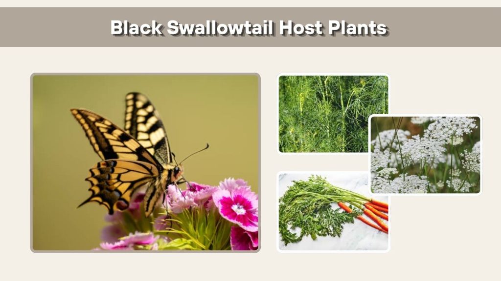 Black Swallowtail Host Plants