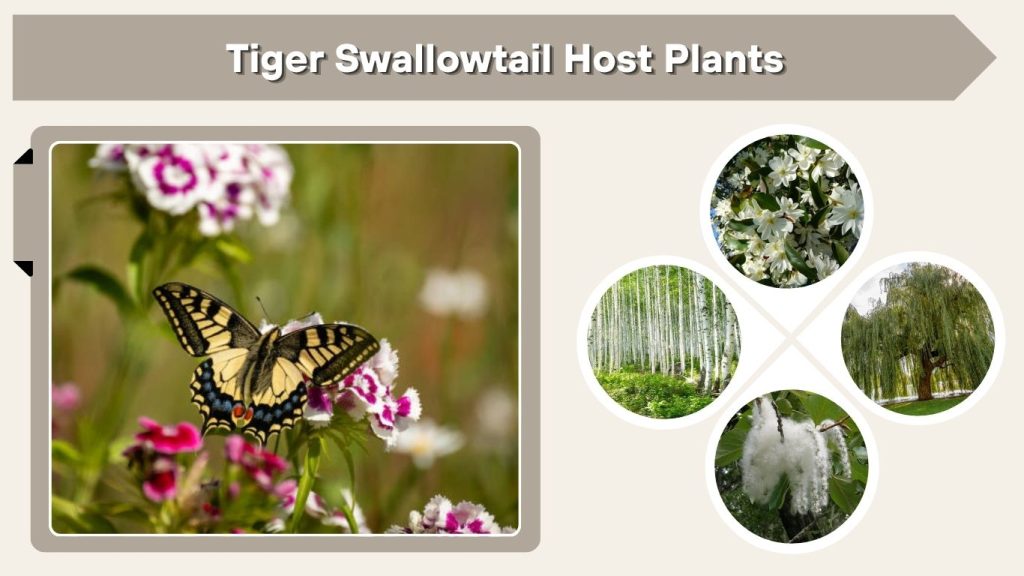 Tiger Swallowtail Host Plants