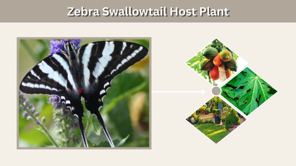 Zebra Swallowtail Host Plant
