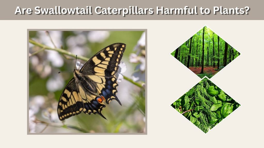Are Swallowtail Caterpillars Harmful to Plants?