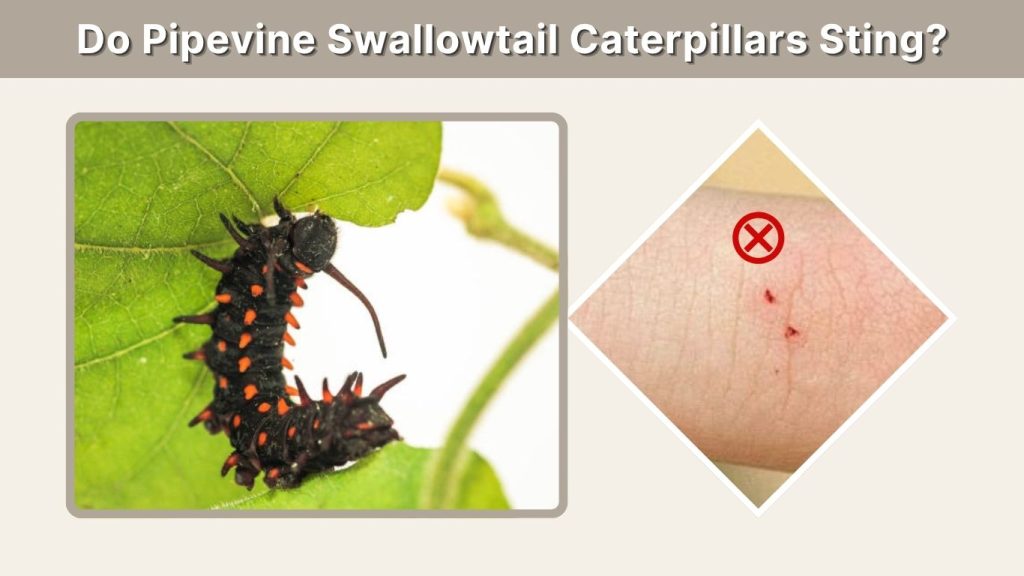 Do Pipevine Swallowtail Caterpillars Sting?