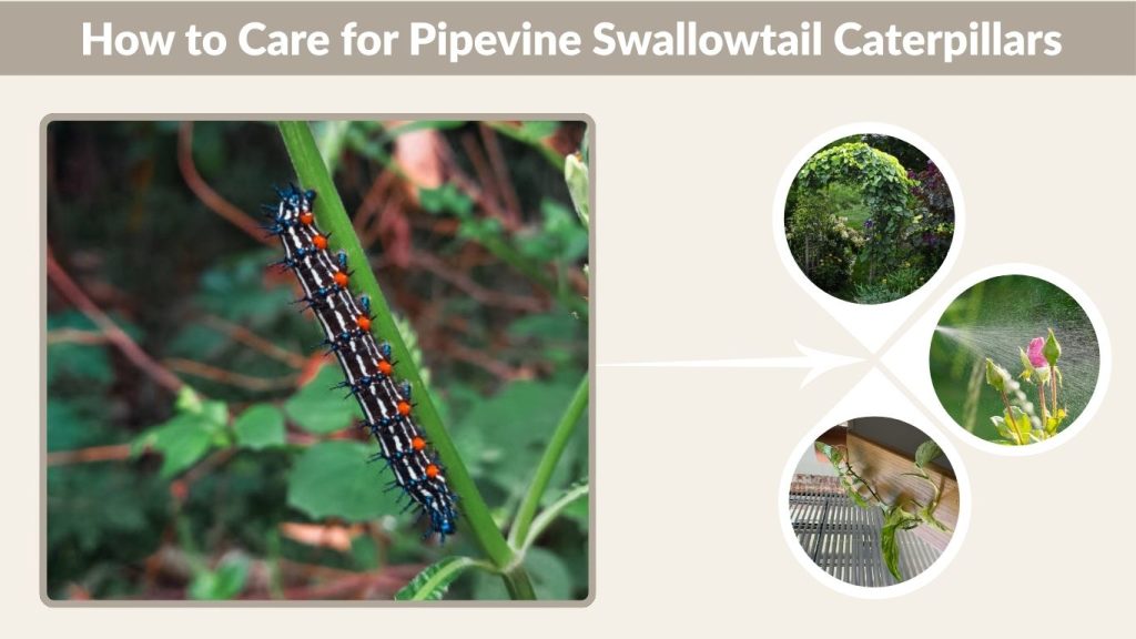How to Care for Pipevine Swallowtail Caterpillars