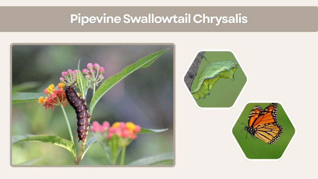 Pipevine Swallowtail Chrysalis
