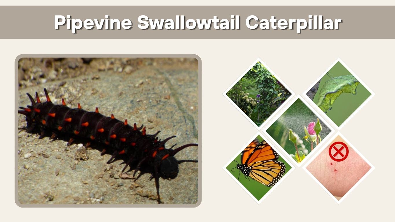 Pipevine Swallowtail Caterpillar: Identification, Host Plants & Facts
