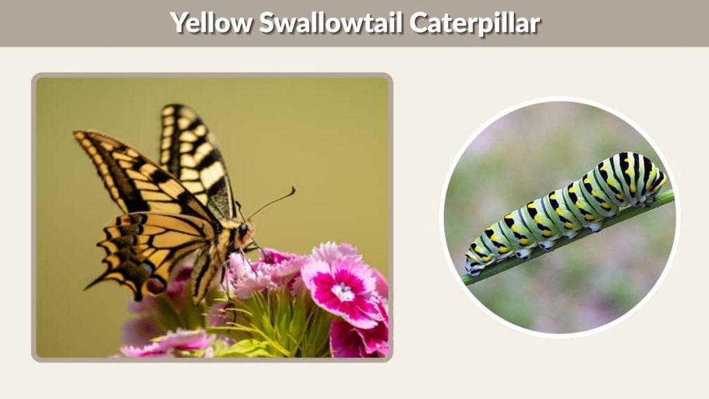 Yellow Swallowtail Caterpillar