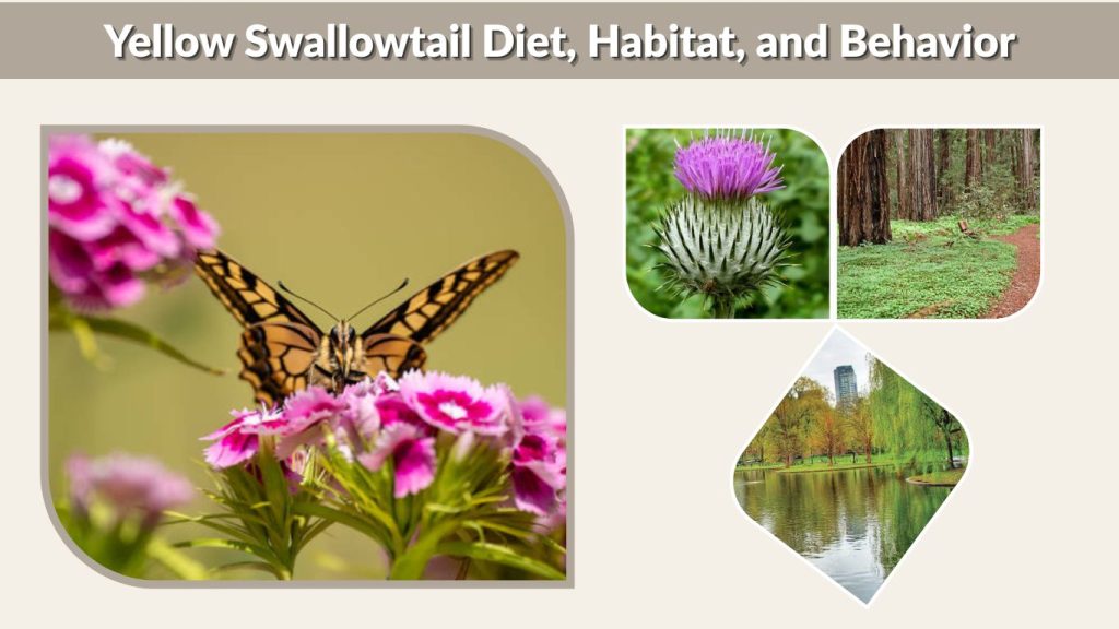 Yellow Swallowtail Diet, Habitat, and Behavior
