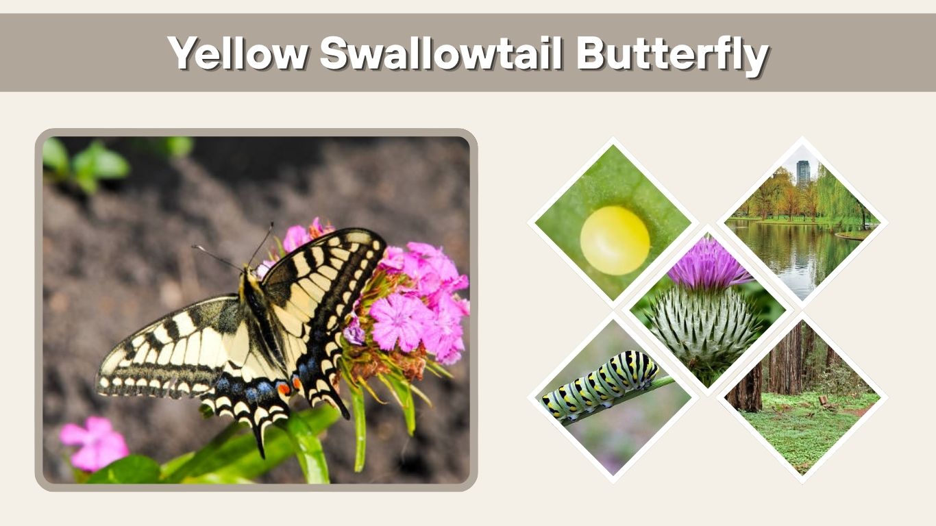 Yellow Swallowtail Butterfly: Facts, Caterpillar and Host Plants
