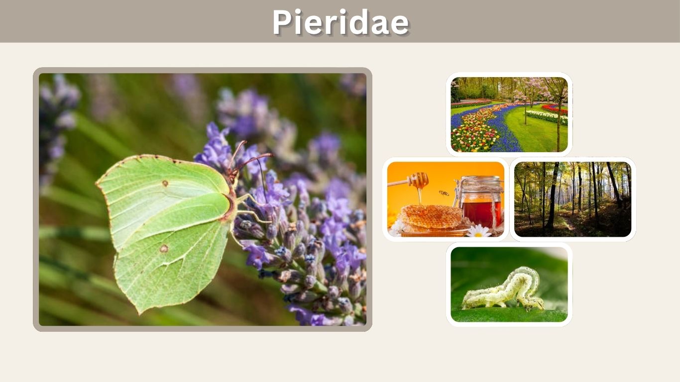 Pieridae: Family, Characteristics, Habitat, and Facts