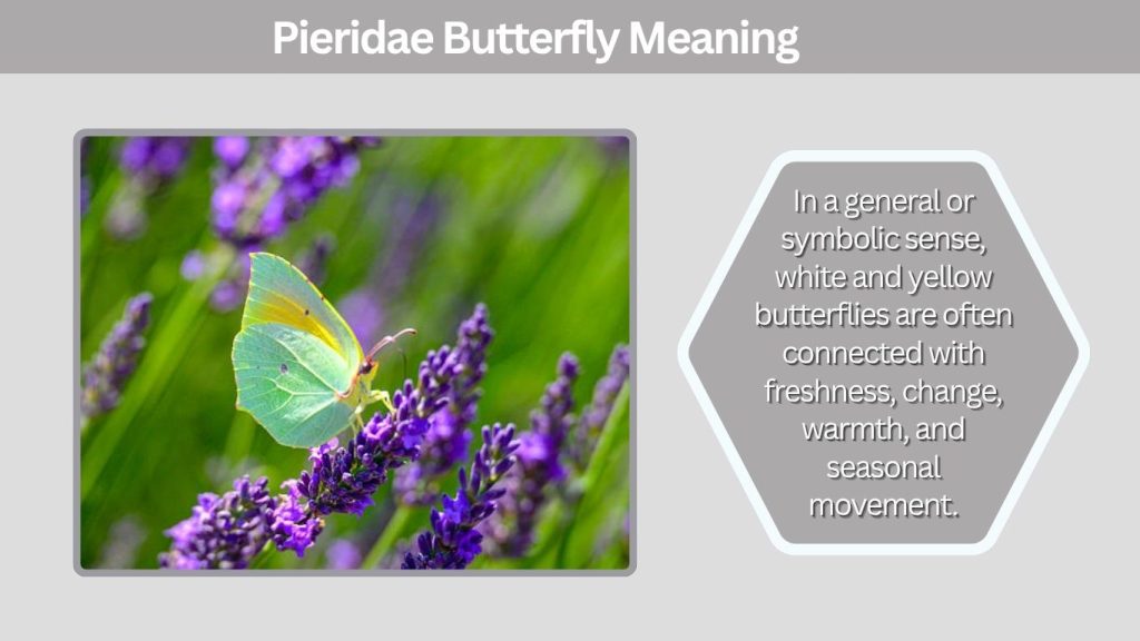 Pieridae Butterfly Meaning