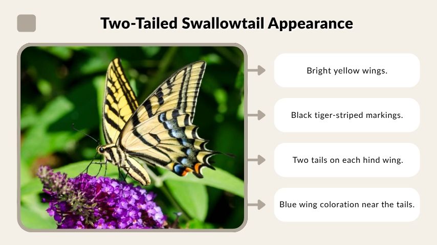 Two-Tailed Swallowtail Appearance