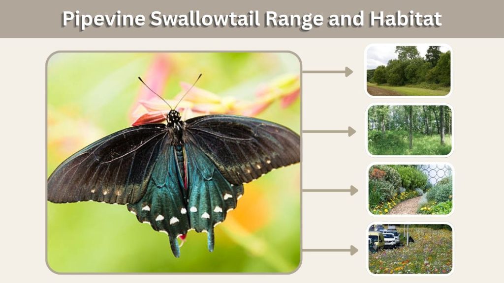 Pipevine Swallowtail Range and Habitat