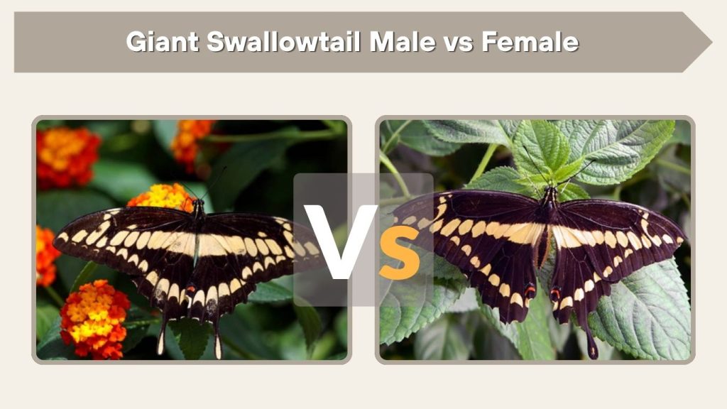 Giant Swallowtail Male vs Female