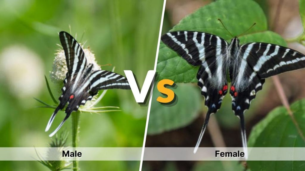 Zebra Swallowtail Male vs Female