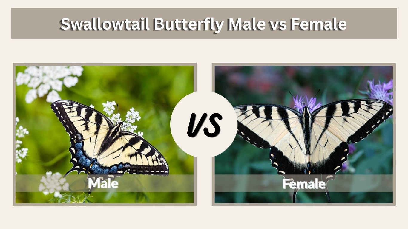 Swallowtail Butterfly Male vs Female: Key Differences