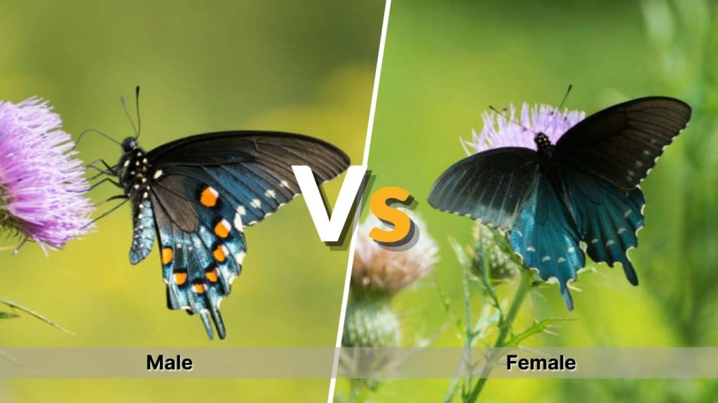 Pipevine Swallowtail Male vs Female