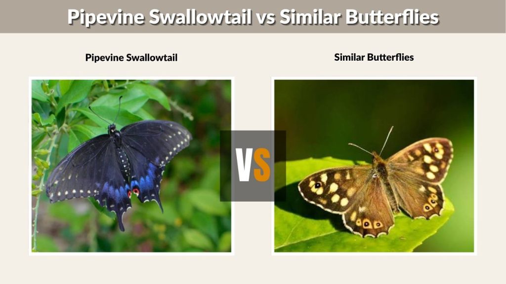 Pipevine Swallowtail vs Similar Butterflies