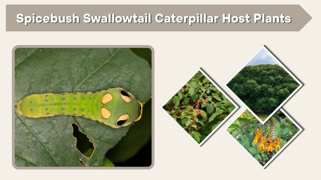 Spicebush Swallowtail Caterpillar Host Plants