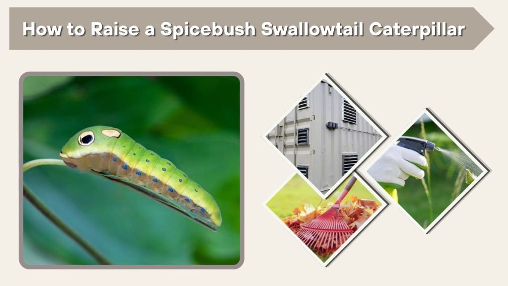 How to Raise a Spicebush Swallowtail Caterpillar