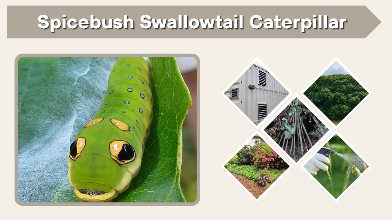 Spicebush Swallowtail Caterpillar: Food, Stages, Care