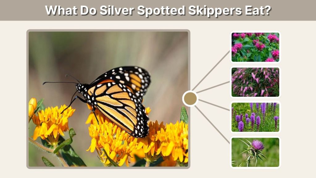 What Do Silver Spotted Skippers Eat?