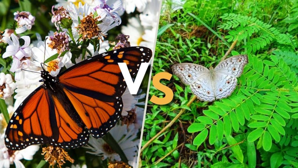 Silver Spotted Skipper Male vs Female