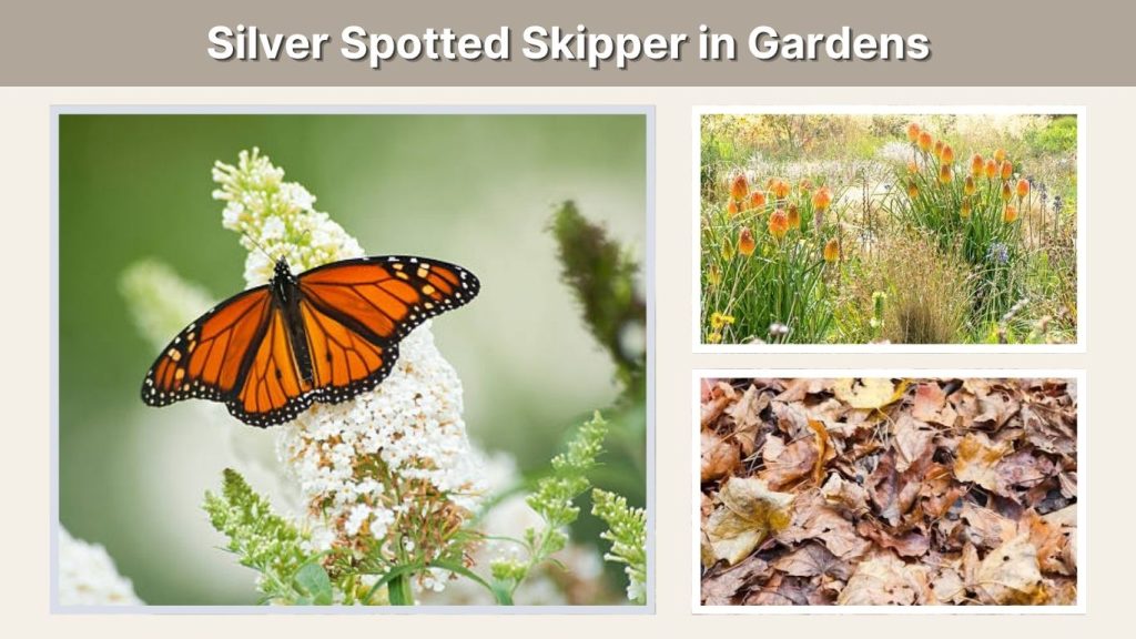 Silver Spotted Skipper in Gardens