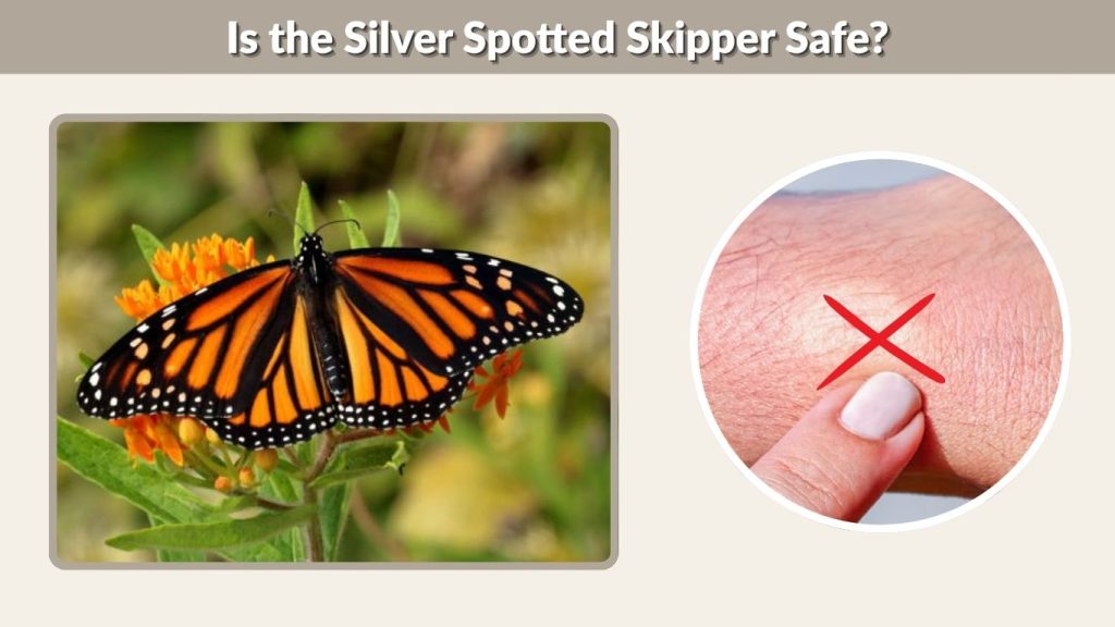 Is the Silver Spotted Skipper Safe?