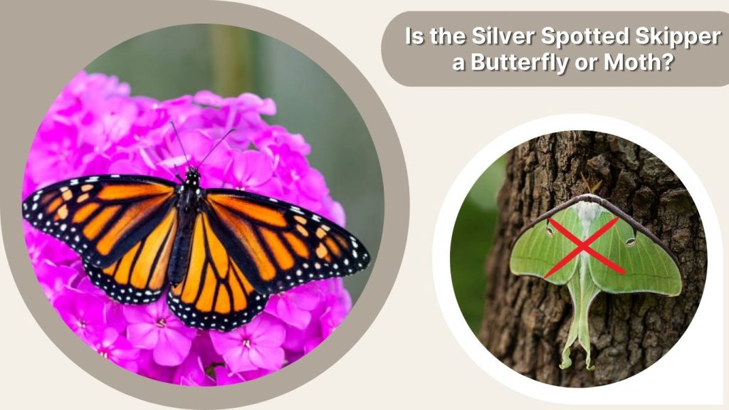 Is the Silver Spotted Skipper Safe?