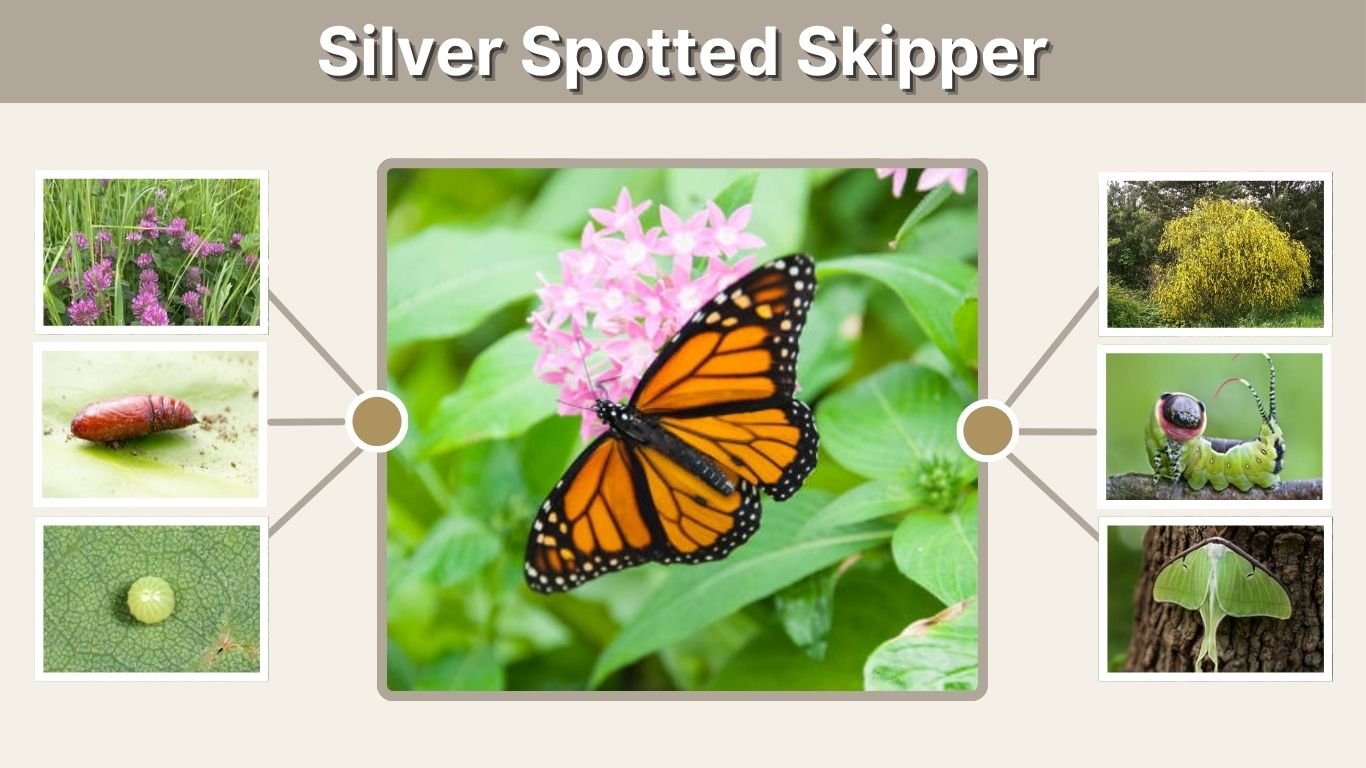 Silver Spotted Skipper: Butterfly Facts, Caterpillar, Host Plants, and Life Cycle