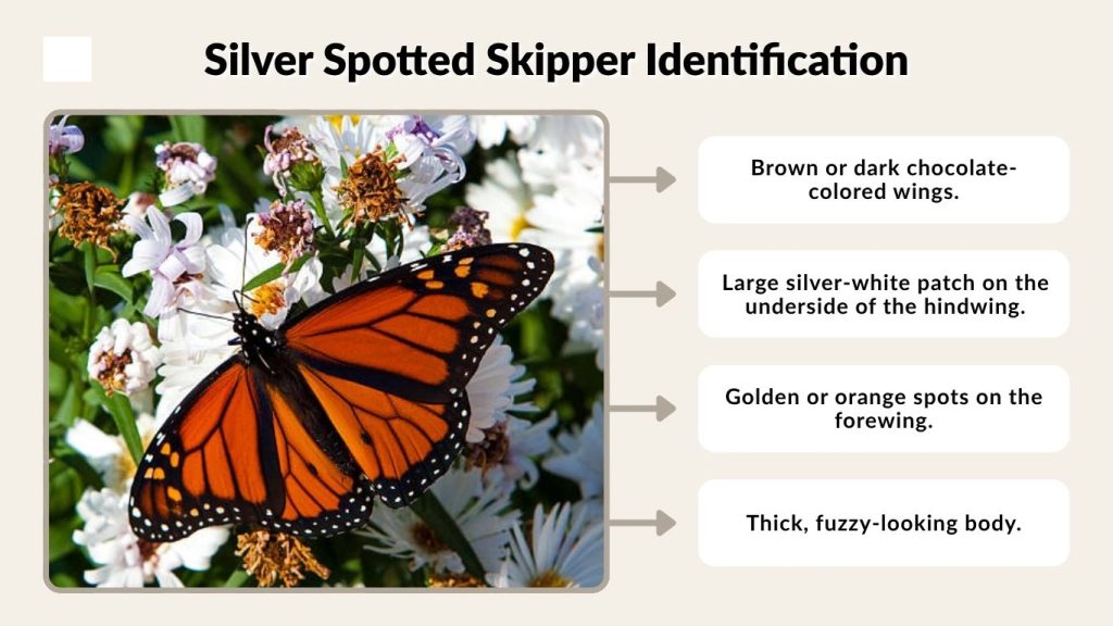 Silver Spotted Skipper Identification