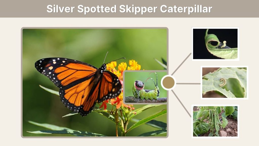 Silver Spotted Skipper Caterpillar