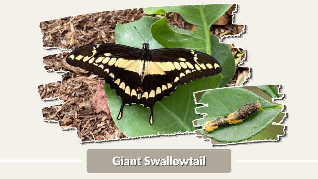 Giant Swallowtail