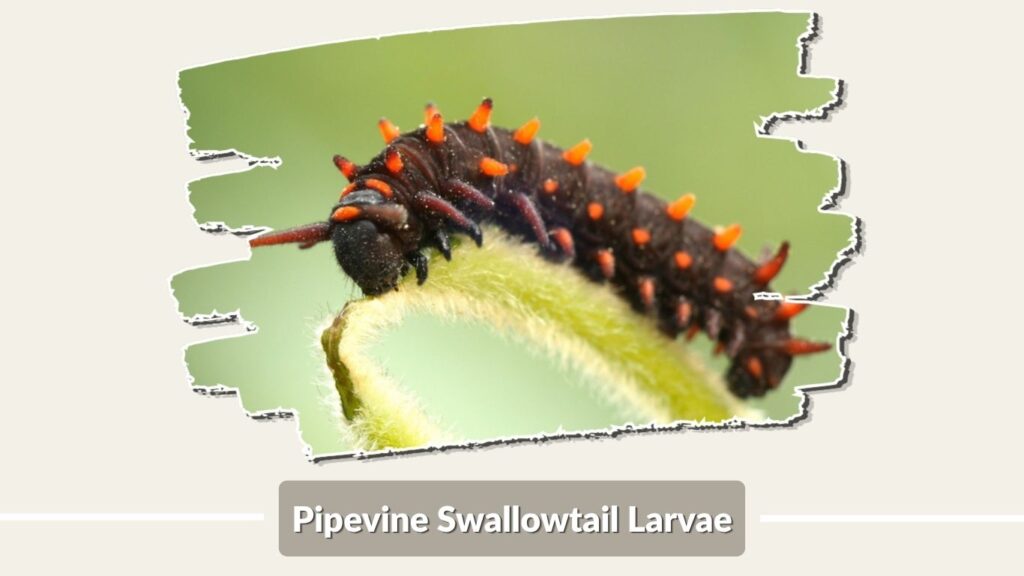 Pipevine Swallowtail Larvae