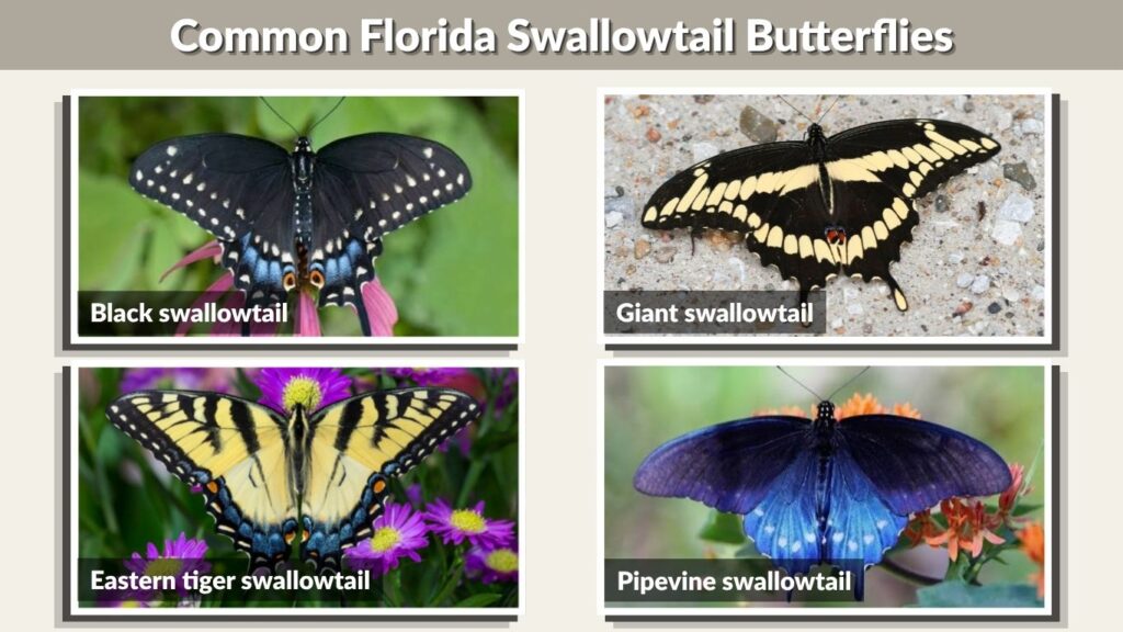 Common Florida Swallowtail Butterflies