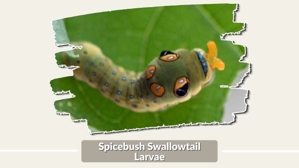 Spicebush Swallowtail Larvae