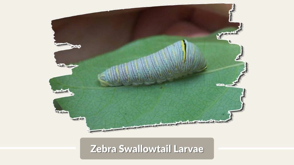 Zebra Swallowtail Larvae